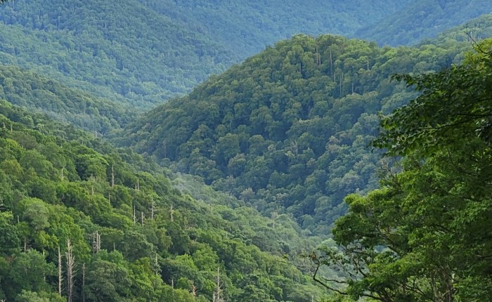 Dinosaur Bear : A Journey to the Center of the Human&nbsp;Heart.